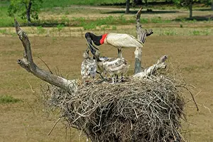 Jabiru: Jabiru, feeding the juveniles, Pantanal Wetlands