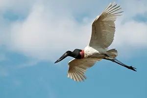 Jabiru: Jabiru in flight