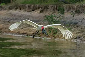 Jabiru: Jabiru, flying, Pantanal Wetlands, Mato Grosso, Brazil