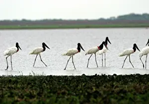 Jabiru: Jabiru - group