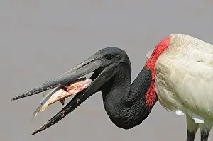 Storks: Jabiru (Jabiru mycteria) adult, feeding on piranha