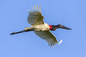 Jabiru: Jabiru (Jabiru mycteria) adult in flight, Brazi