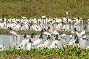 Jabiru: Jabiru large group with other species feeding in