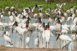 Jabiru: Jabiru large group with other species feeding in