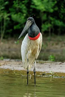 Jabiru: Jabiru, Pantanal Wetlands, Mato Grosso, Brazil