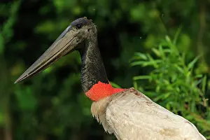 Jabiru: Jabiru, portrait, Pantanal Wetlands, Mato Grosso, Brazil