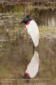 Jabiru: Jabiru standing in water with reflection