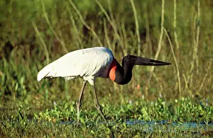 Jabiru: Jabiru STORK