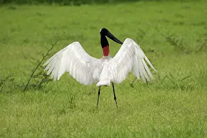 Jabiru: Jabiru Stork
