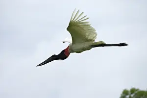 Jabiru: Jabiru Stork
