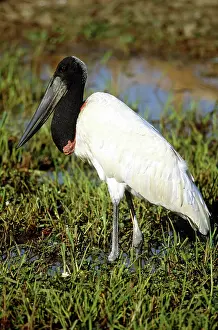 Jabiru: Jabiru Stork