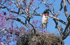 Trumpet: Jabiru Stork