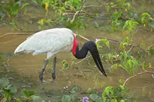 Jabiru: Jabiru Stork - adult foraging in a swamp