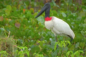 Jabiru: Jabiru Stork - adult stalking through swamp covered
