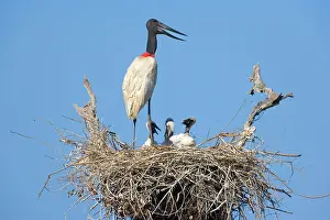 Jabiru: Jabiru Stork - adult standing on its nest in the