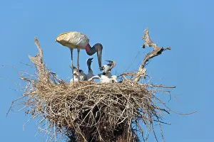 Regurgitating: Jabiru Stork - adult standing on its nest about