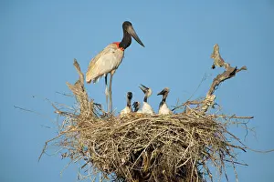 Jabiru: Jabiru Stork - adult standing on its nest which