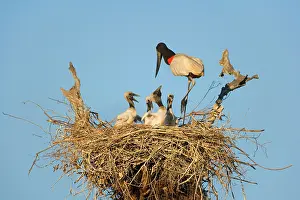 Regurgitating: Jabiru Stork - adult standing on its nest about