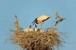 Regurgitating: Jabiru Stork - adult standing on its nest feeding