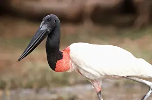 Storks: JABIRU STORK - close-up