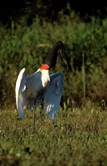 Jabiru: Jabiru Stork - collecting nest material