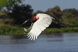 Stork: Jabiru stork in flight. Mato Grosso, Pantanal, Brazil, South