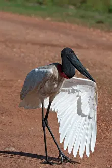Floodplains: Jabiru stork (Jabiru mycteria) open wing, Pantanal