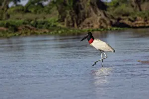 Stork: Jabiru stork. Mato Grosso, Pantanal, Brazil, South America