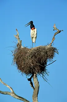 Jabiru: Jabiru STORK - on nest