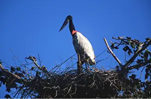 Storks: JABIRU STORK - on nest