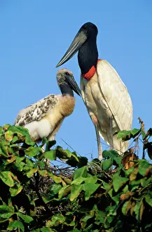 Jabiru: Jabiru Stork - on nest. Tropical America