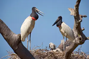 Jabiru: Jabiru Stork - pair standing on their nest which