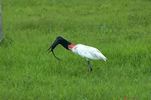 Marshlands: Jabiru Stork Swallowing an Eel