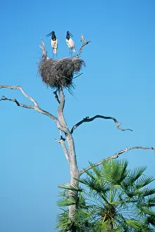 Jabiru: Jabiru STORK - X2 on nest