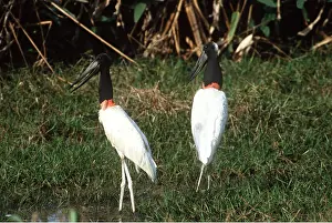 Storks: JABIRU STORKS