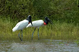 Mates: Jabiru Storks, Brazil