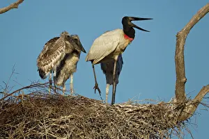 Animais: Jabiru with young