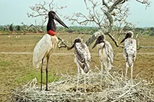 Jabiru: Jabiru with young at nest