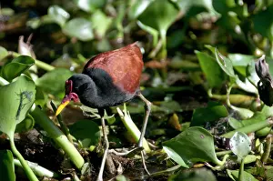Jacana: Jacanas are called Jesus Birds because