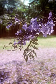Allen Paterson: Jacaranda - in blossom
