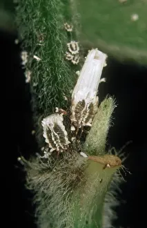 Ensign: Jacaranda bug