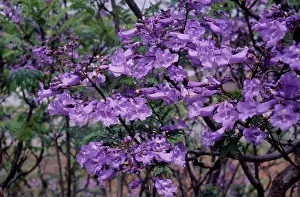 Jacaranda: JACARANDA - close-up of the blossom