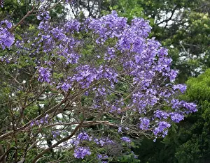 Jacaranda: Jacaranda - Flowering