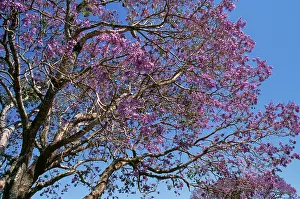 Jacaranda: JACARANDA tree in bloom / blossom
