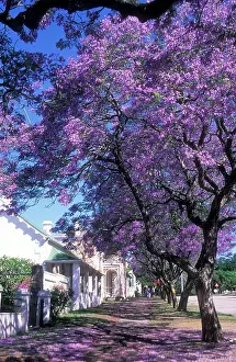 Jacaranda: JACARANDA Tree - in blossom