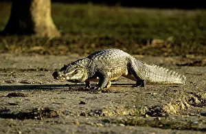 Caimans: Jacare CAIMAN