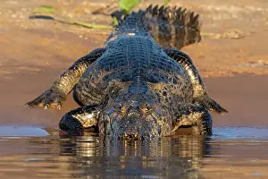 Floodplains: Jacare caiman (Caiman yacare) on bank, Pantanal