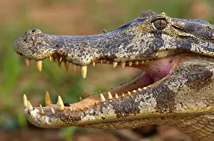 Yacare: Jacare Caiman or Yacare Caiman