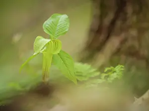 Jack: Jack-in-the-pulpit, spring, western Kentucky