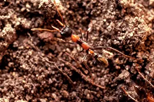 Smaller: Jack Jumper - one of several smaller bulldog ants